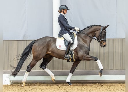 Hanovrien, Jument, 4 Ans, 160 cm, Bai brun