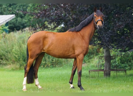 Hanovrien, Jument, 4 Ans, 160 cm, Bai