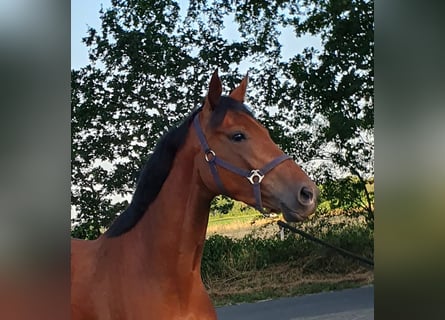 Hanovrien, Jument, 4 Ans, 160 cm, Bai