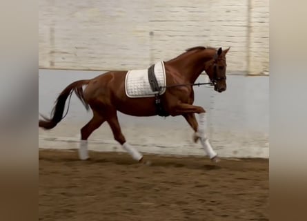 Hanovrien, Jument, 4 Ans, 161 cm, Alezan