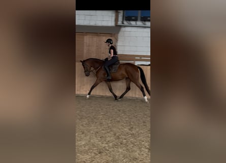 Hanovrien, Jument, 4 Ans, 162 cm, Bai