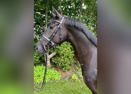 Hanovrien, Jument, 4 Ans, 162 cm, Noir