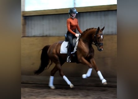 Hanovrien, Jument, 4 Ans, 163 cm, Alezan