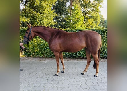 Hanovrien, Jument, 4 Ans, 163 cm, Alezan