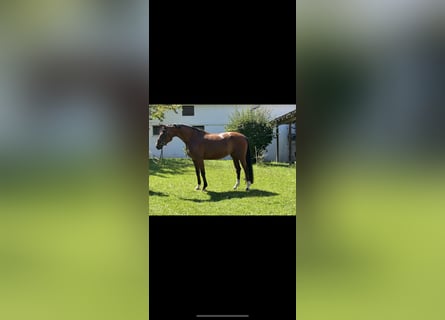 Hanovrien, Jument, 4 Ans, 163 cm, Bai