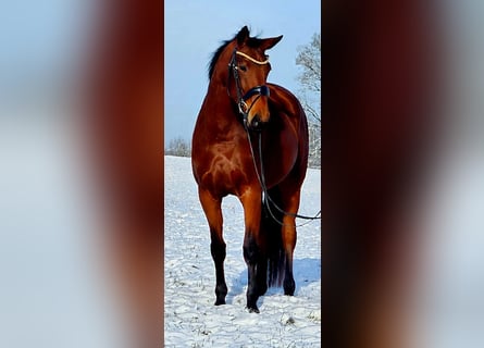 Hanovrien, Jument, 4 Ans, 163 cm, Bai