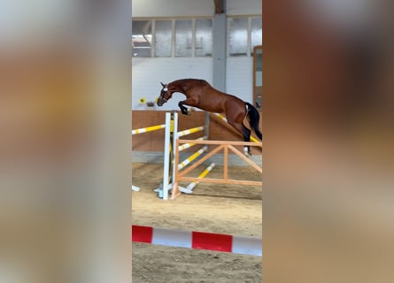 Hanovrien, Jument, 4 Ans, 163 cm, Bai