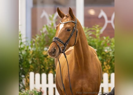 Hanovrien, Jument, 4 Ans, 164 cm, Alezan