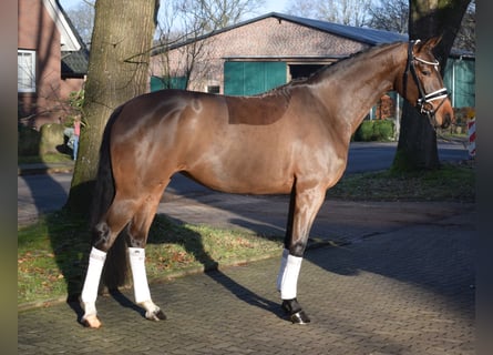 Hanovrien, Jument, 4 Ans, 164 cm, Bai