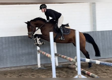 Hanovrien, Jument, 4 Ans, 164 cm, Bai