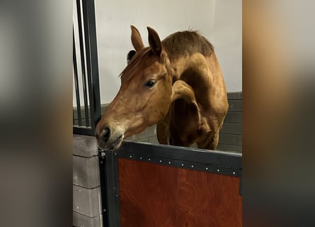 Hanovrien, Jument, 4 Ans, 165 cm, Alezan