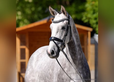 Hanovrien, Jument, 4 Ans, 165 cm, Alezan