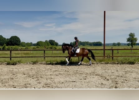 Hanovrien, Jument, 4 Ans, 165 cm, Bai brun