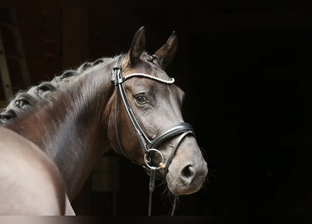 Hanovrien, Jument, 4 Ans, 165 cm, Bai brun foncé