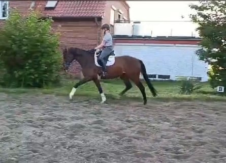 Hanovrien, Jument, 4 Ans, 165 cm, Bai