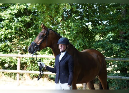 Hanovrien, Jument, 4 Ans, 165 cm, Bai