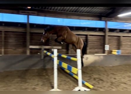 Hanovrien, Jument, 4 Ans, 165 cm, Bai