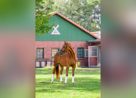 Hanovrien, Jument, 4 Ans, 166 cm, Alezan