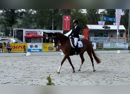 Hanovrien, Jument, 4 Ans, 166 cm, Alezan