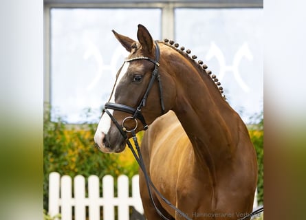 Hanovrien, Jument, 4 Ans, 166 cm, Alezan