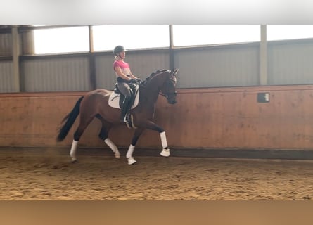 Hanovrien, Jument, 4 Ans, 166 cm, Bai brun