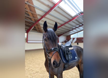 Hanovrien, Jument, 4 Ans, 166 cm, Bai