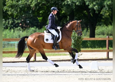 Hanovrien, Jument, 4 Ans, 166 cm, Bai