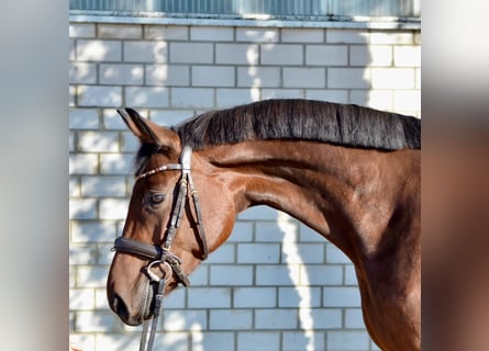 Hanovrien, Jument, 4 Ans, 166 cm, Bai