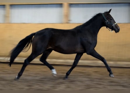 Hanovrien, Jument, 4 Ans, 167 cm, Bai brun foncé