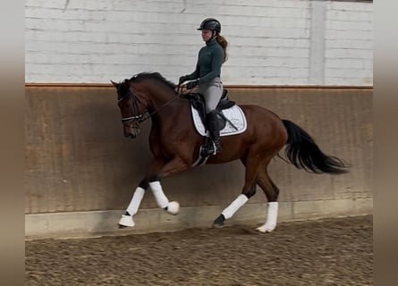 Hanovrien, Jument, 4 Ans, 167 cm, Bai