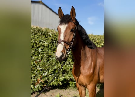 Hanovrien, Jument, 4 Ans, 167 cm