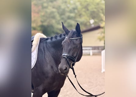 Hanovrien, Jument, 4 Ans, 167 cm, Noir