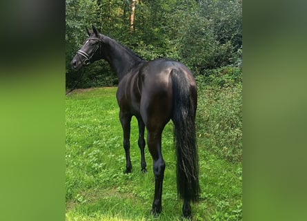 Hanovrien, Jument, 4 Ans, 167 cm, Noir