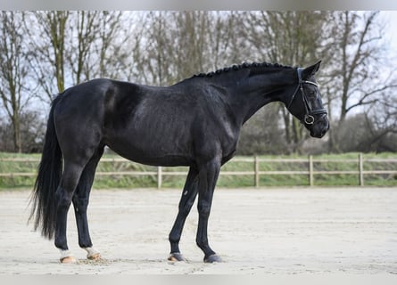 Hanovrien, Jument, 4 Ans, 167 cm, Noir