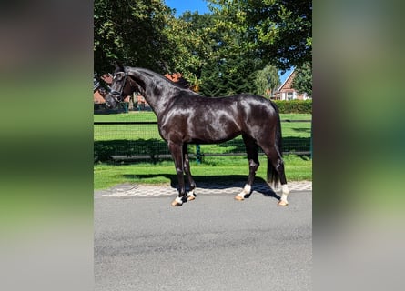 Hanovrien, Jument, 4 Ans, 167 cm, Noir