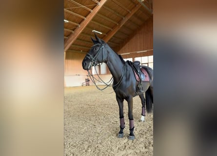 Hanovrien, Jument, 4 Ans, 167 cm, Noir