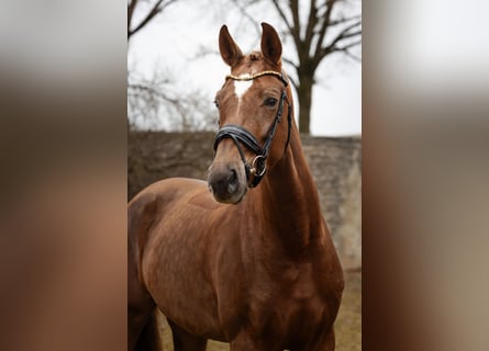 Hanovrien, Jument, 4 Ans, 168 cm, Alezan brûlé