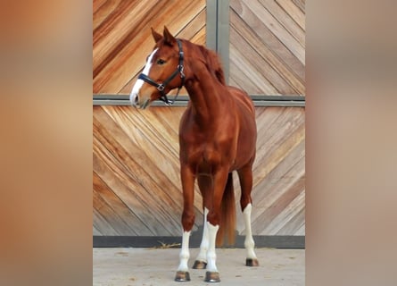 Hanovrien, Jument, 4 Ans, 168 cm, Alezan