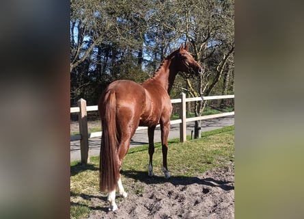 Hanovrien, Jument, 4 Ans, 168 cm, Alezan