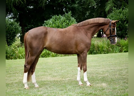 Hanovrien, Jument, 4 Ans, 168 cm, Alezan