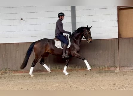 Hanovrien, Jument, 4 Ans, 168 cm, Bai brun