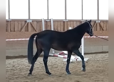 Hanovrien, Jument, 4 Ans, 168 cm, Bai brun