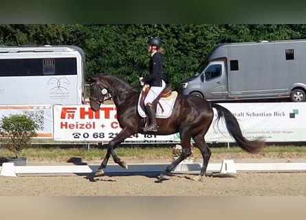 Hanovrien, Jument, 4 Ans, 168 cm, Bai brun foncé