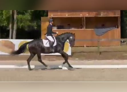 Hanovrien, Jument, 4 Ans, 168 cm, Bai brun foncé