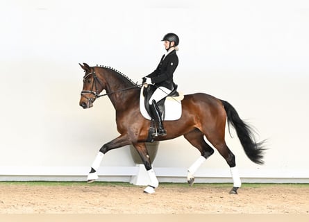 Hanovrien, Jument, 4 Ans, 168 cm, Bai