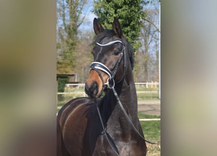 Hanovrien, Jument, 4 Ans, 168 cm, Bai