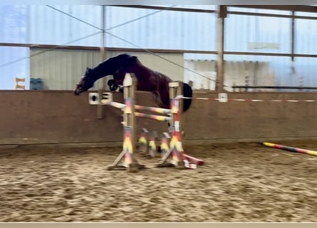 Hanovrien, Jument, 4 Ans, 168 cm, Bai