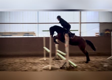 Hanovrien, Jument, 4 Ans, 168 cm, Bai