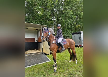 Hanovrien, Jument, 4 Ans, 168 cm, Bai