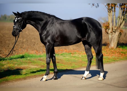 Hanovrien, Jument, 4 Ans, 168 cm, Noir